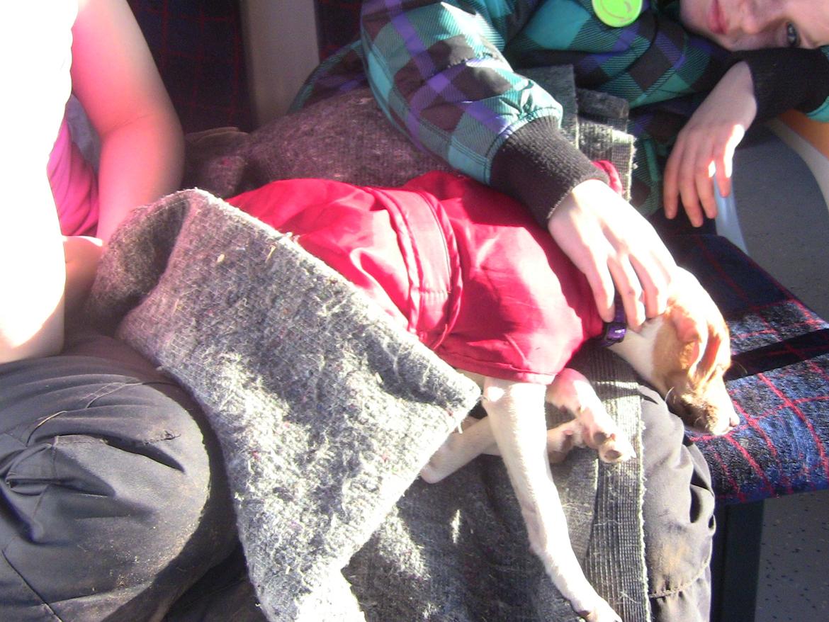 Dansk svensk gaardhund Lulu billede 5