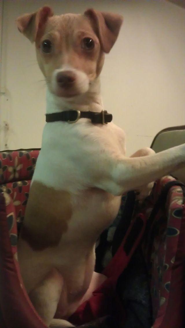 Dansk svensk gaardhund Lulu billede 6