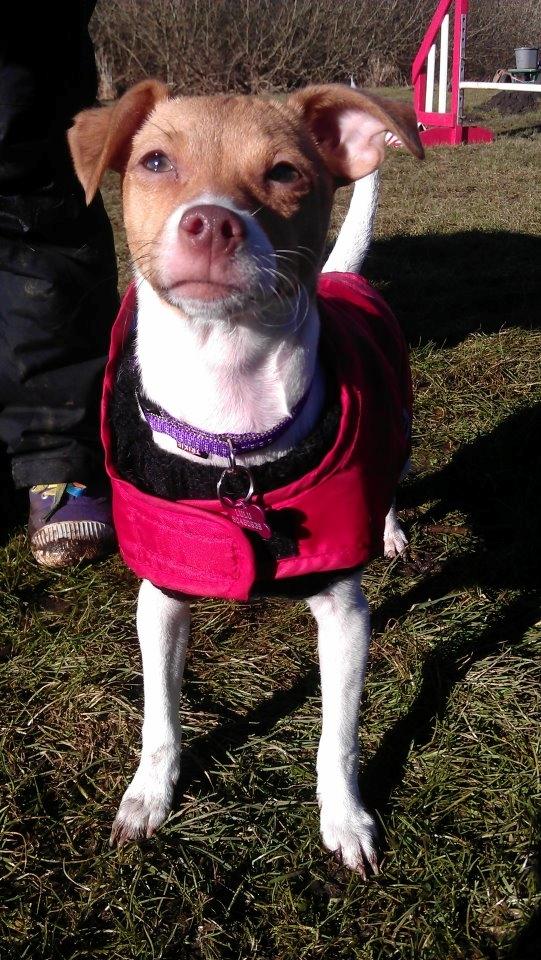 Dansk svensk gaardhund Lulu billede 7