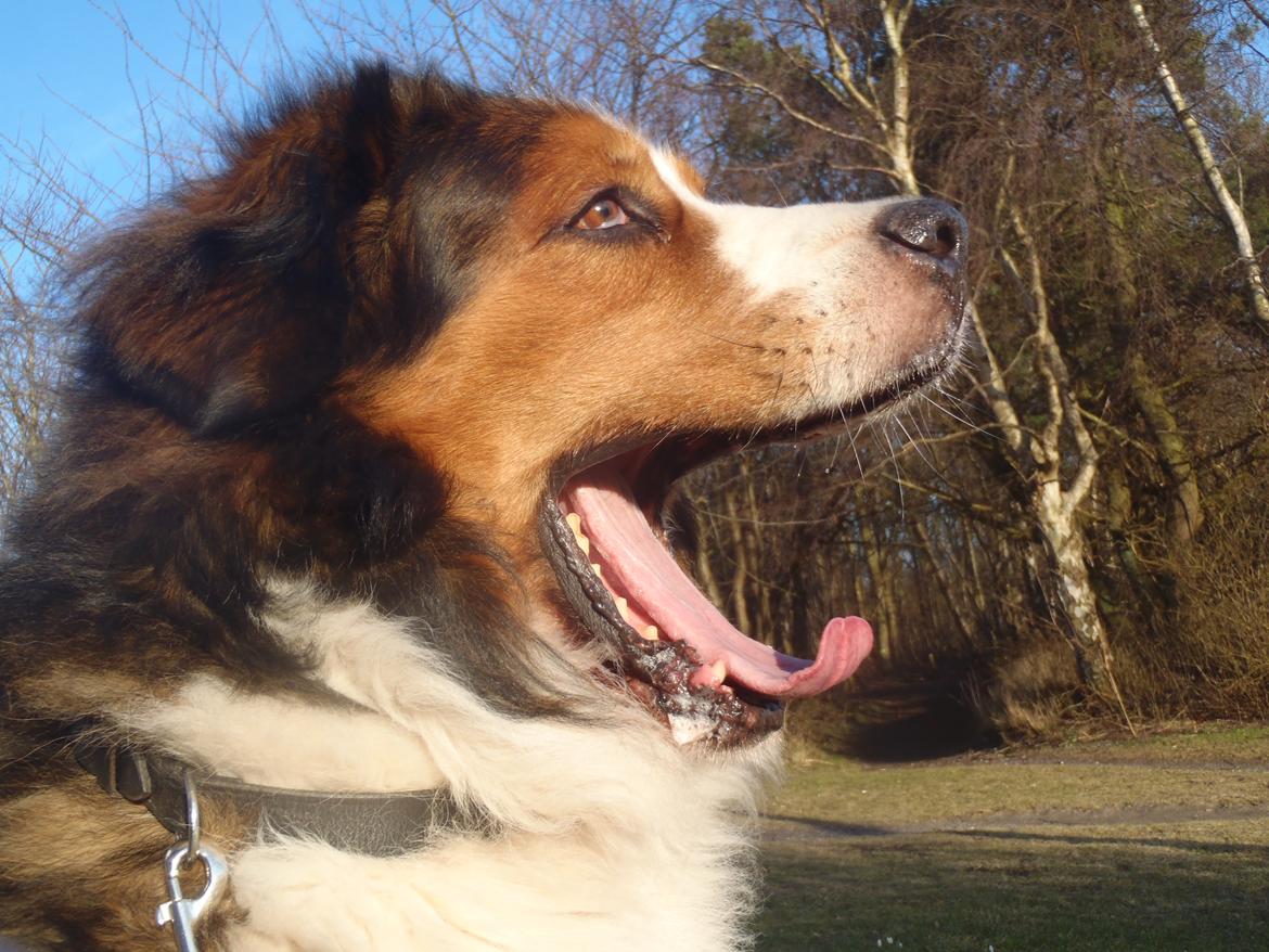 Blanding af racer Sofus R.I.P sept 2014 billede 11