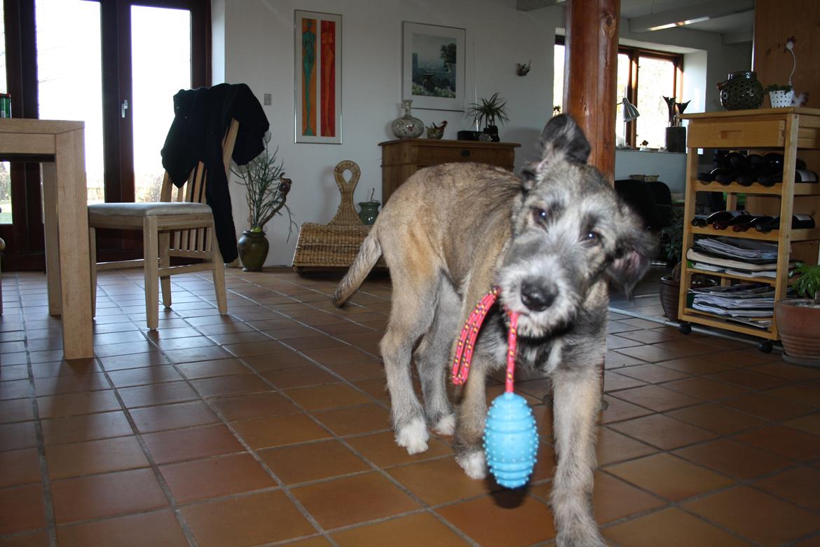 Irsk ulvehund Maggie - Nu skal den altså ud i kurven igen ;-) billede 9