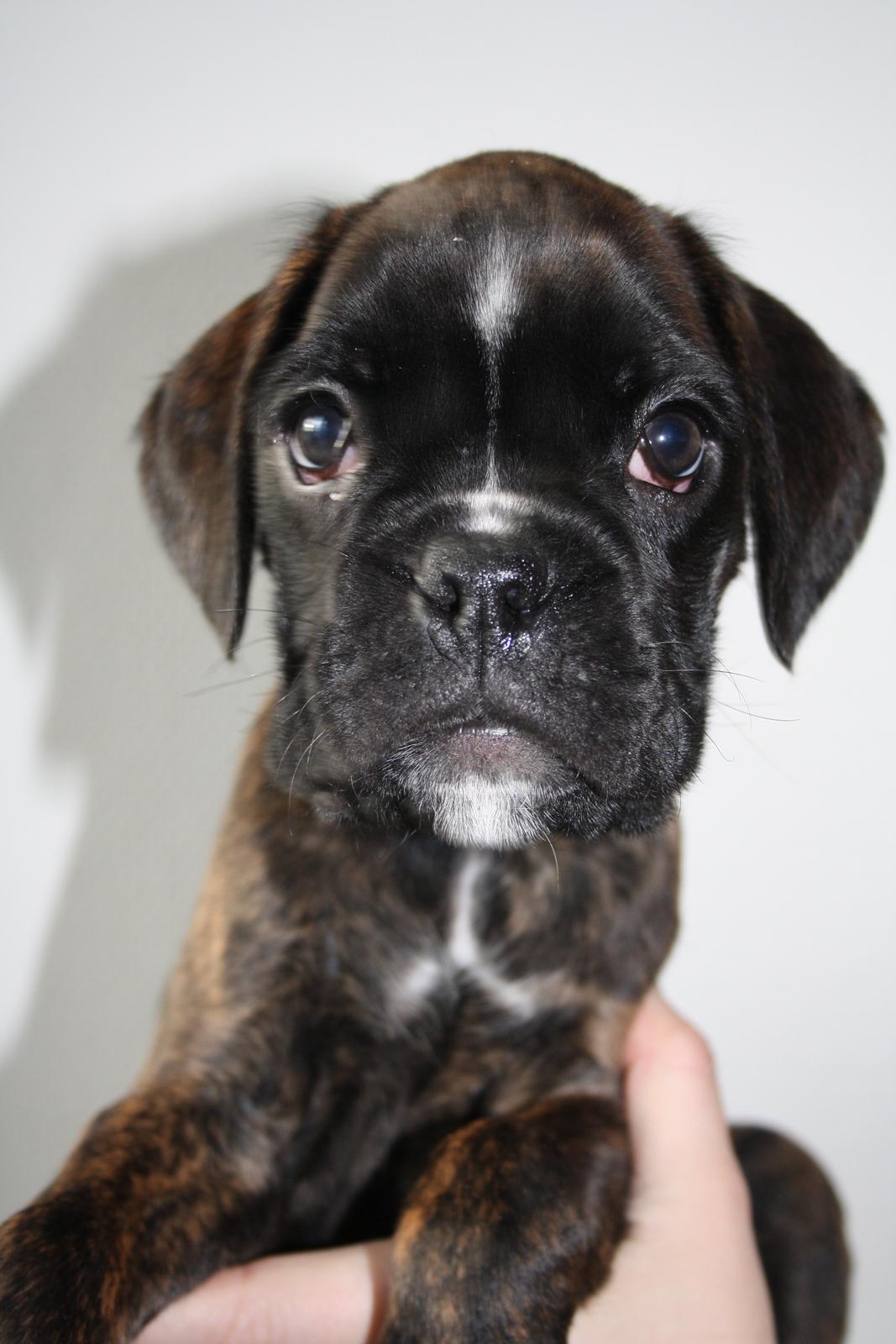 Boxer High On Life's Black Velvet (Baja) - Baja 8 uger billede 1