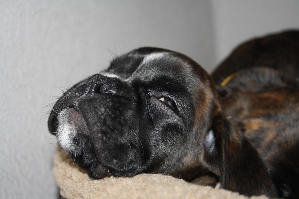 Boxer High On Life's Black Velvet (Baja) billede 2