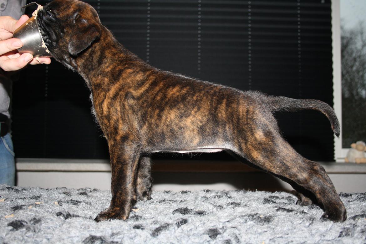 Boxer High On Life's Black Velvet (Baja) billede 4