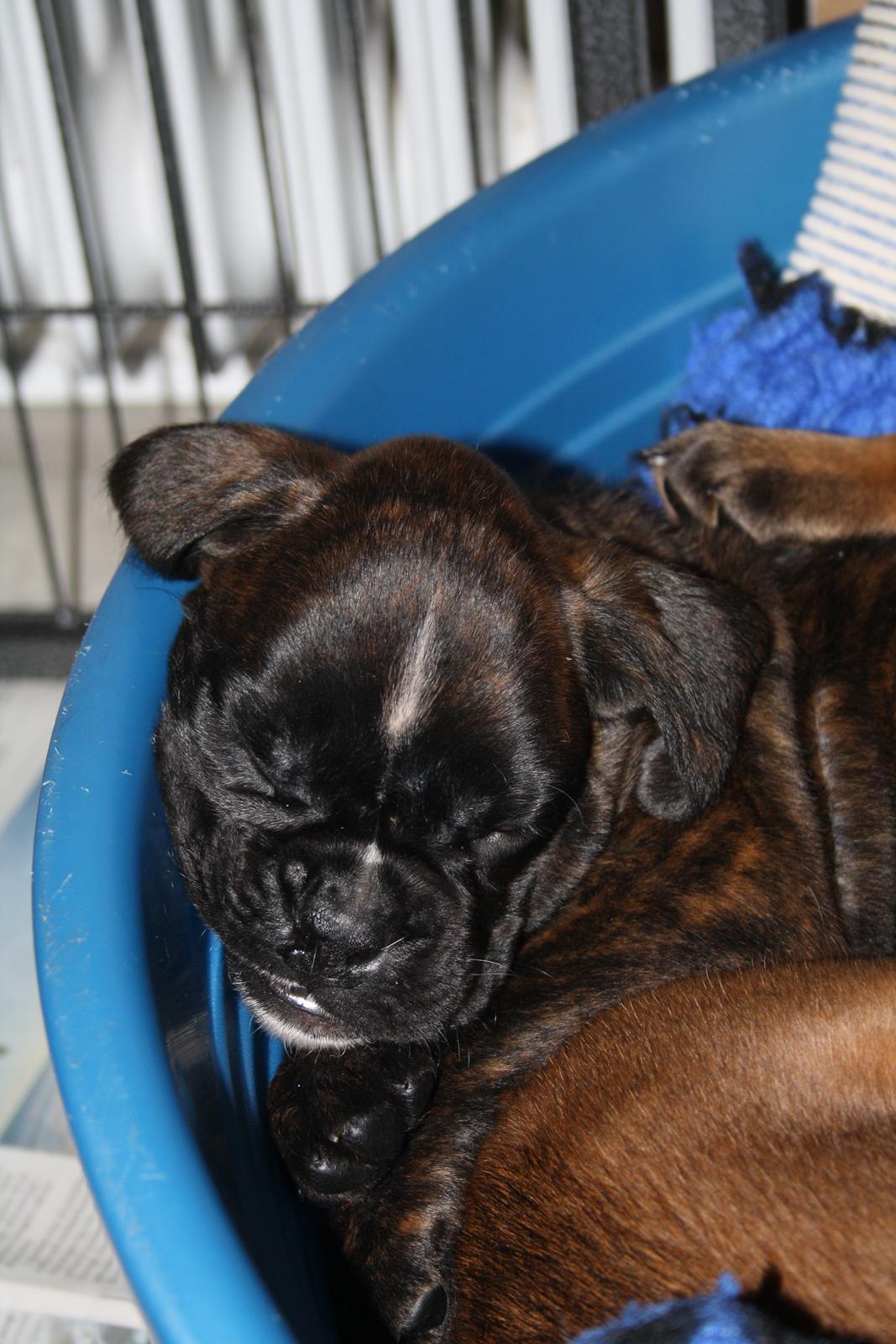 Boxer High On Life's Black Velvet (Baja) billede 5