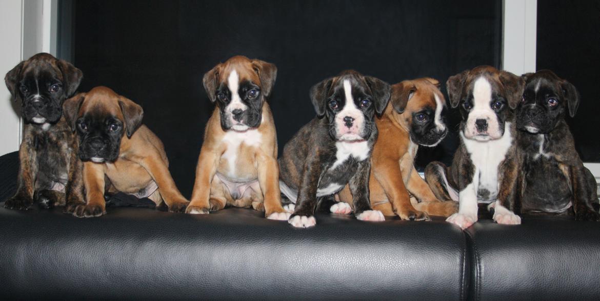 Boxer High On Life's Black Velvet (Baja) - Alle hvalpene fra b-kuldet billede 6