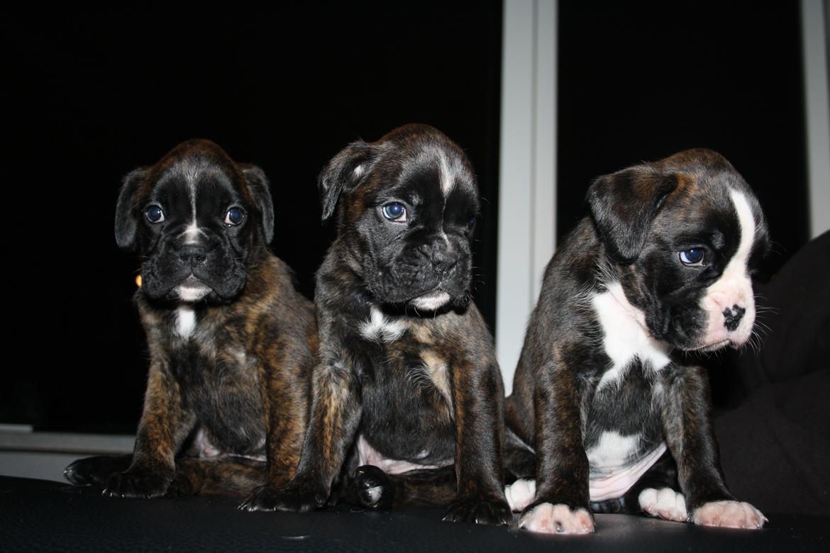 Boxer High On Life's Black Velvet (Baja) - Pigerne billede 7