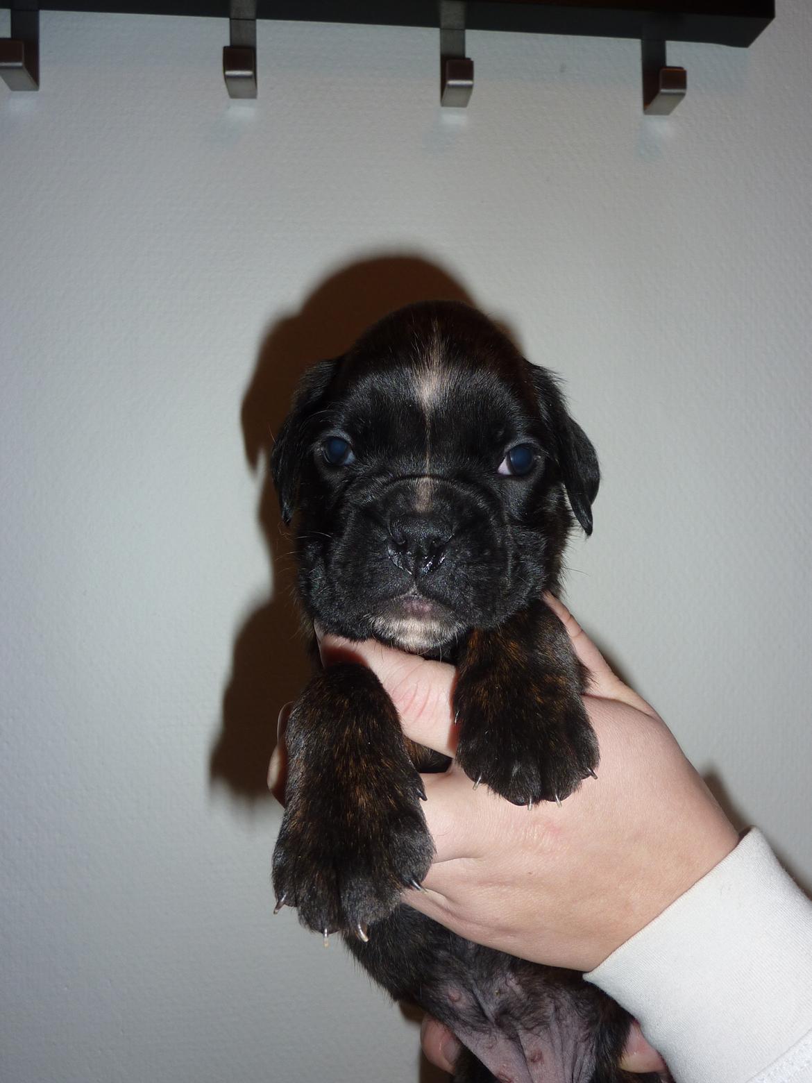 Boxer High On Life's Black Velvet (Baja) - Baja 4 uger billede 8