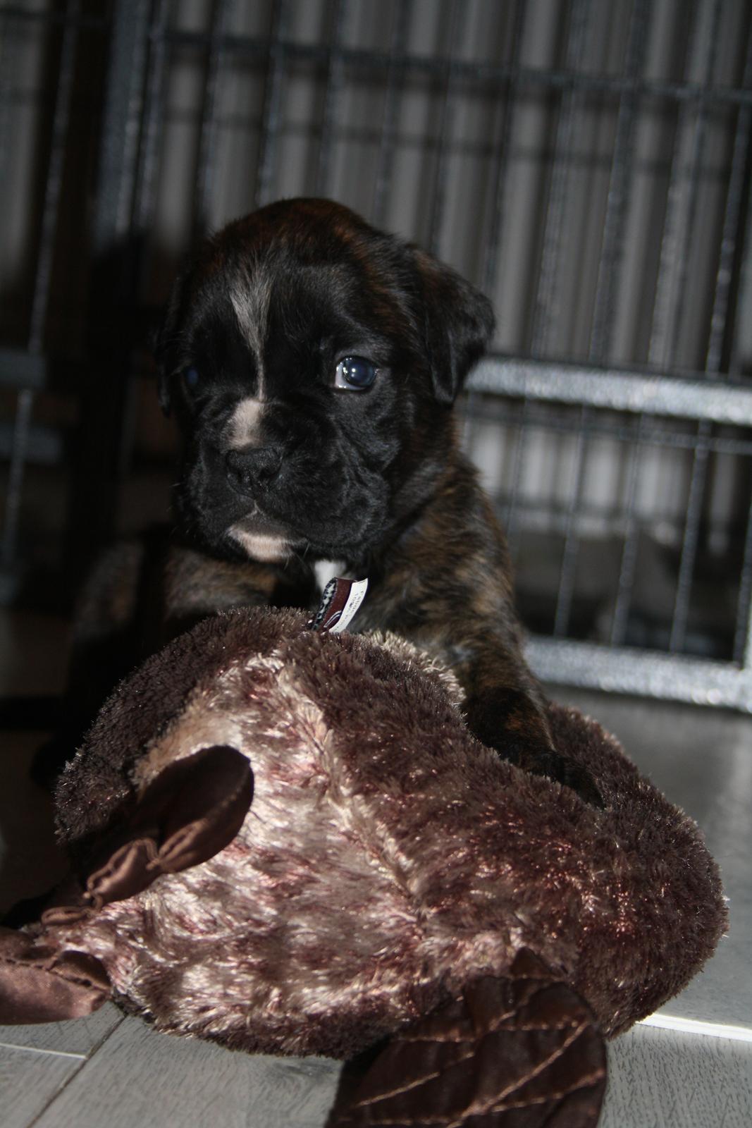 Boxer High On Life's Black Velvet (Baja) billede 9