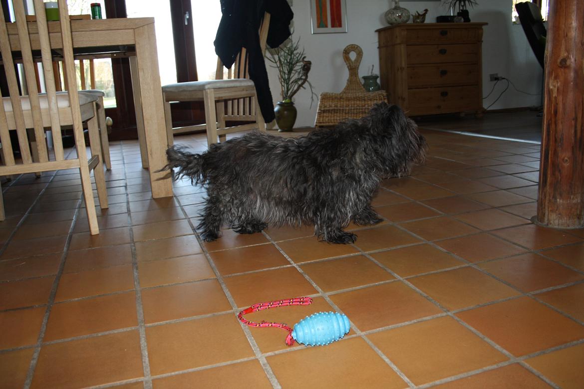 Cairn terrier Tøsen himmelhund - Tøsen billede 1