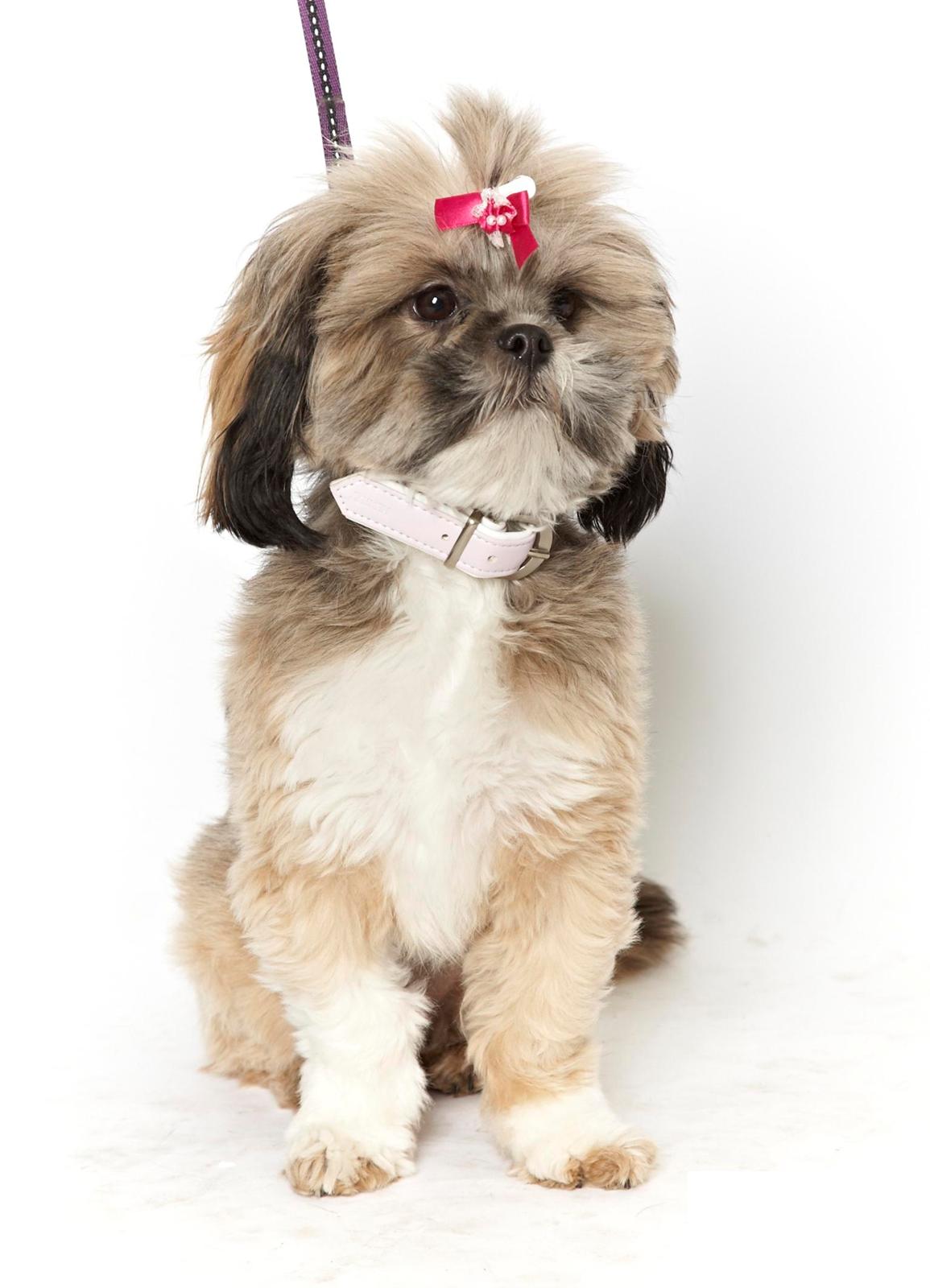 Lhasa apso Laura billede 1