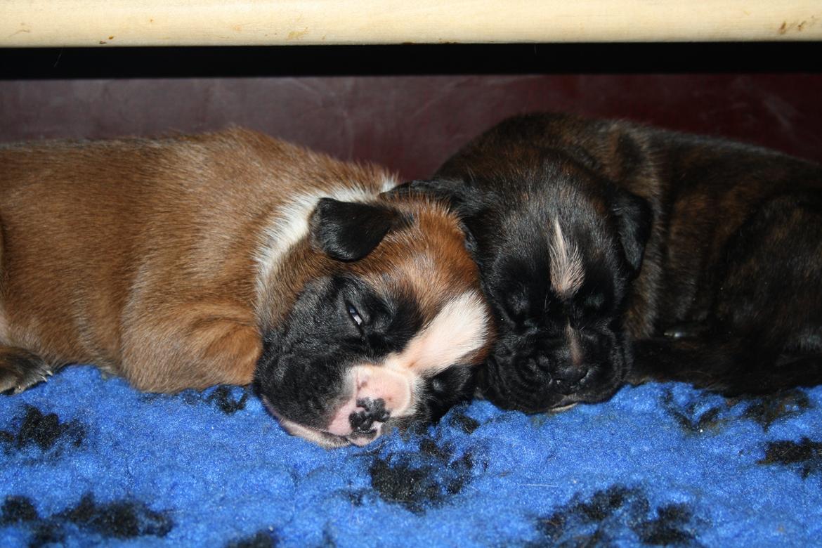 Boxer High On Life's Black Velvet (Baja) billede 10