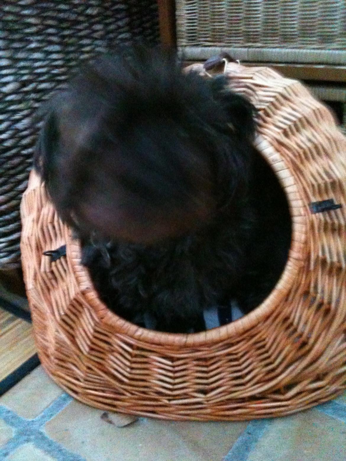 Cairn terrier Tøsen himmelhund - Sagde du kattenes hule..no way...der kan jeg godt være billede 2