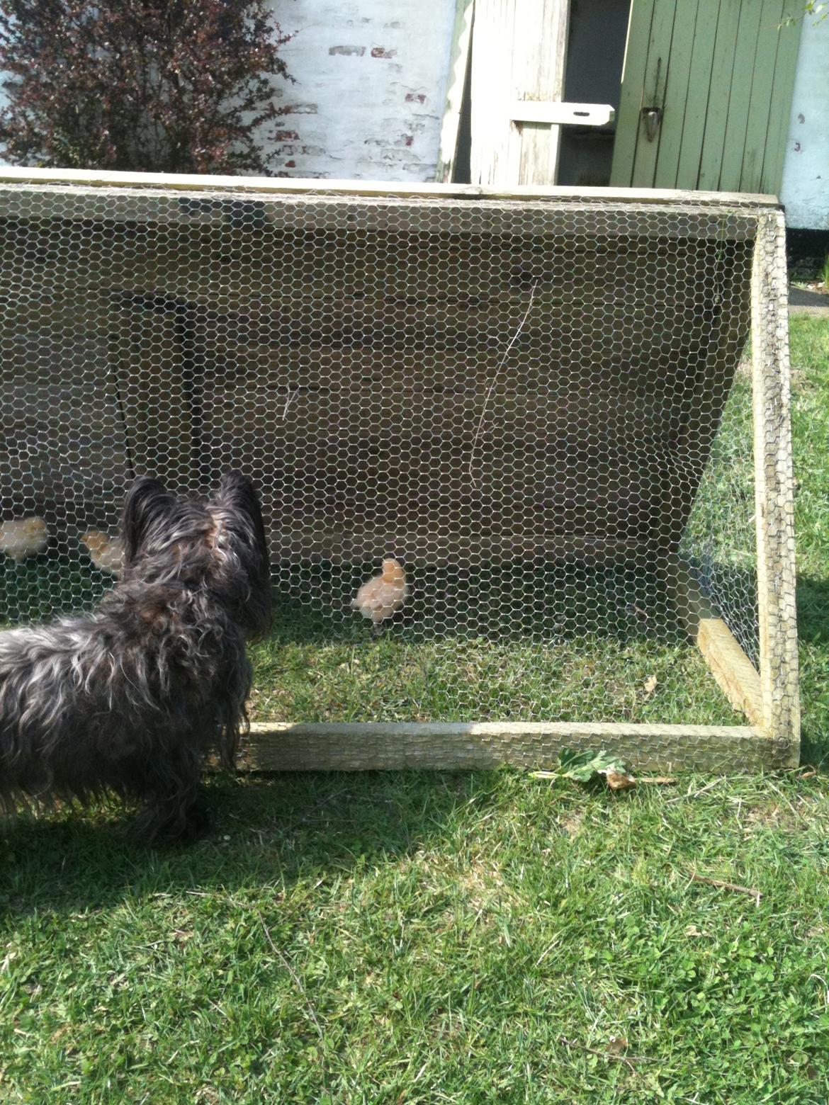 Cairn terrier Tøsen himmelhund - Søde kyllinger billede 3