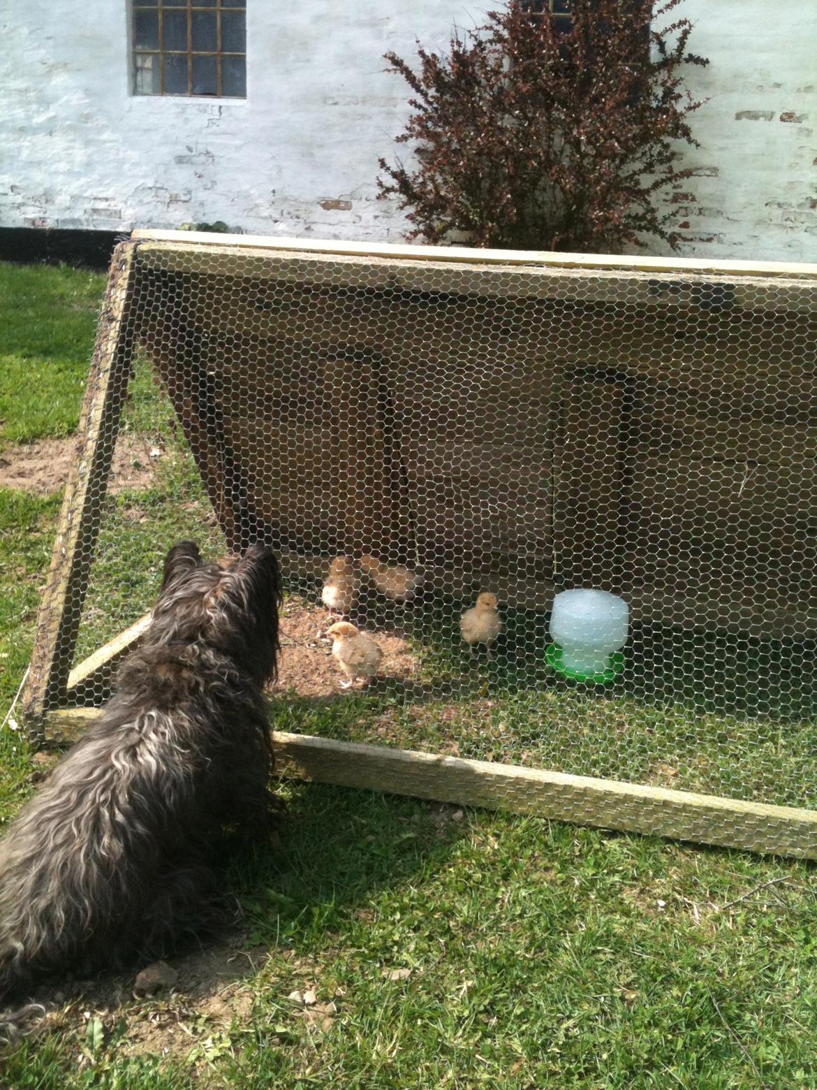 Cairn terrier Tøsen himmelhund billede 4