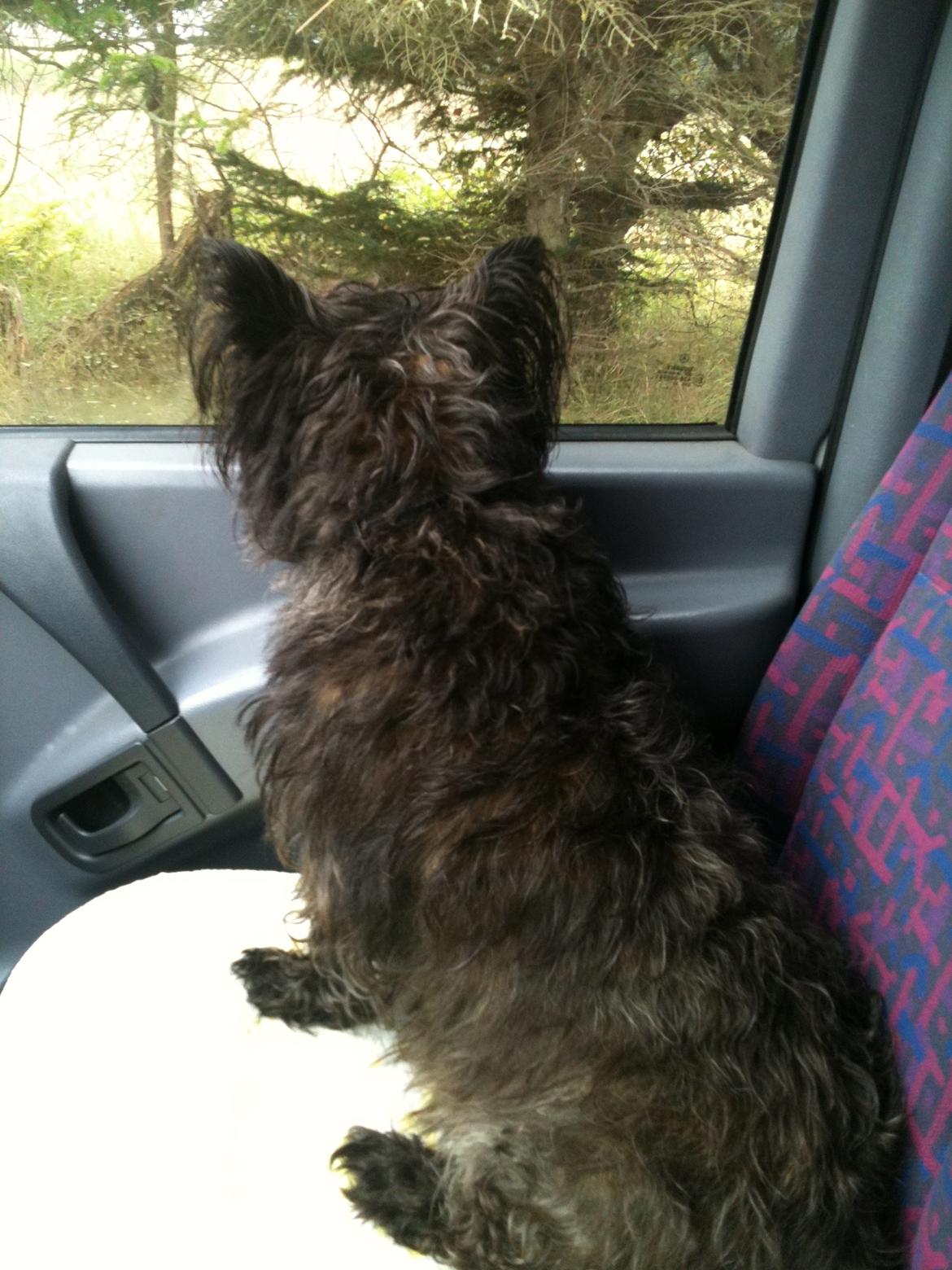 Cairn terrier Tøsen himmelhund - Sker der snart noget spændende i det her rullende tv ;-) billede 6