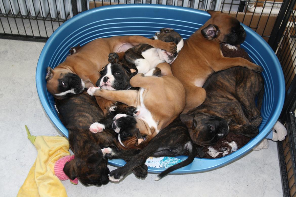 Boxer High On Life's Black Velvet (Baja) billede 3