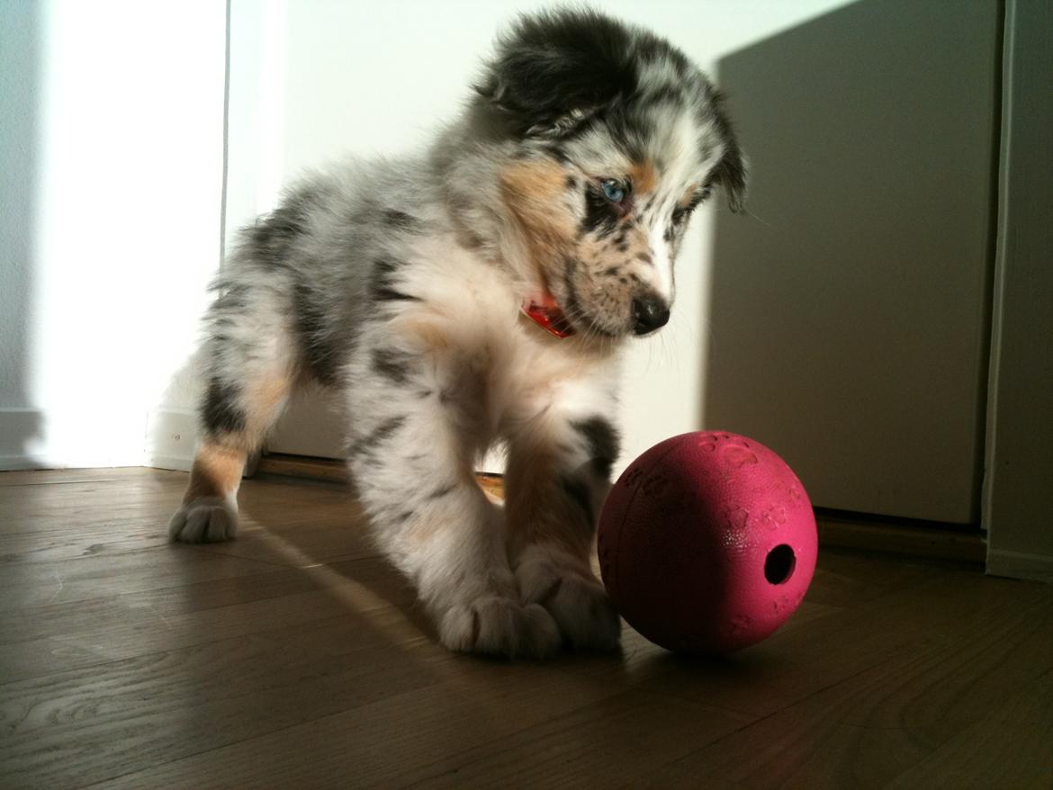 Australian shepherd Godrumgaards Healey - 8 uger billede 10