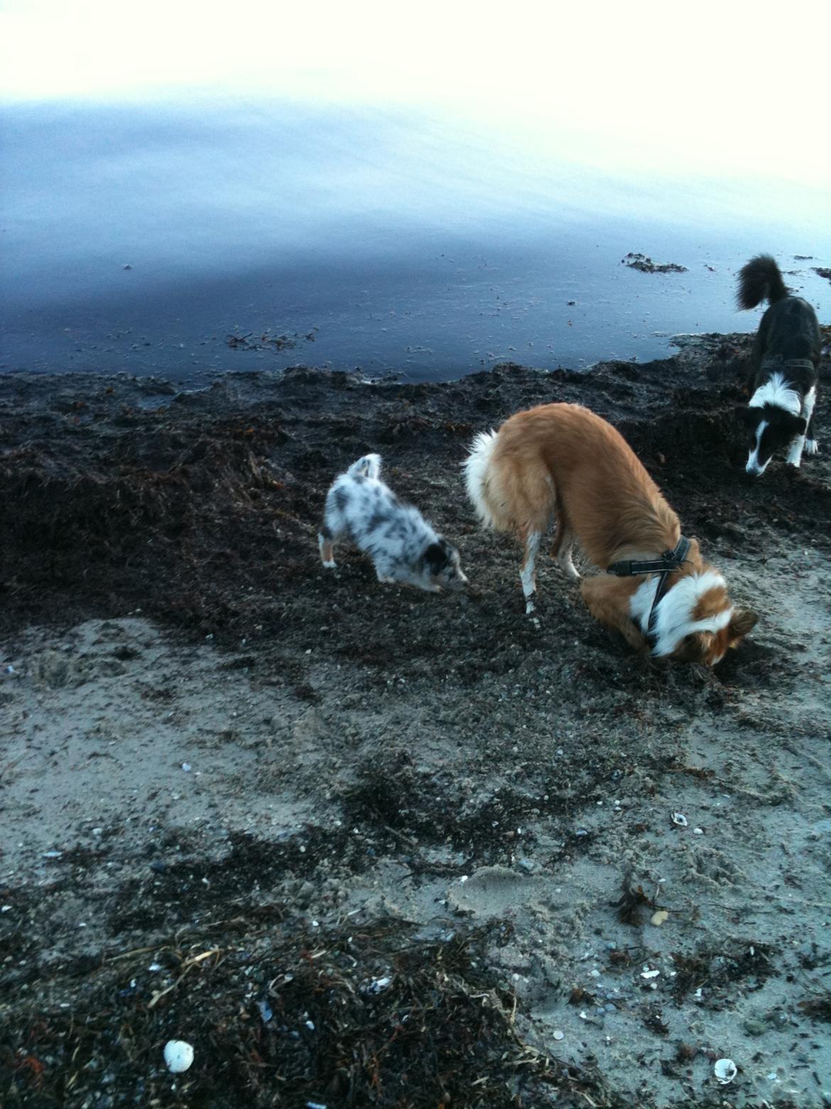 Australian shepherd Godrumgaards Healey - 8 uger billede 11