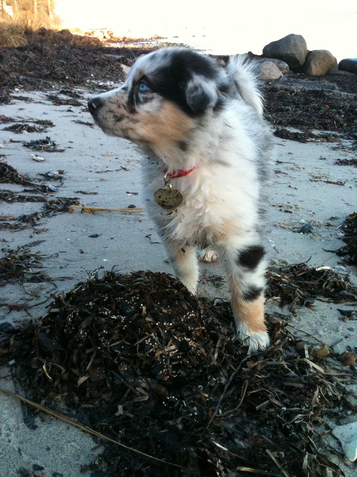 Australian shepherd Godrumgaards Healey - 8 uger billede 12