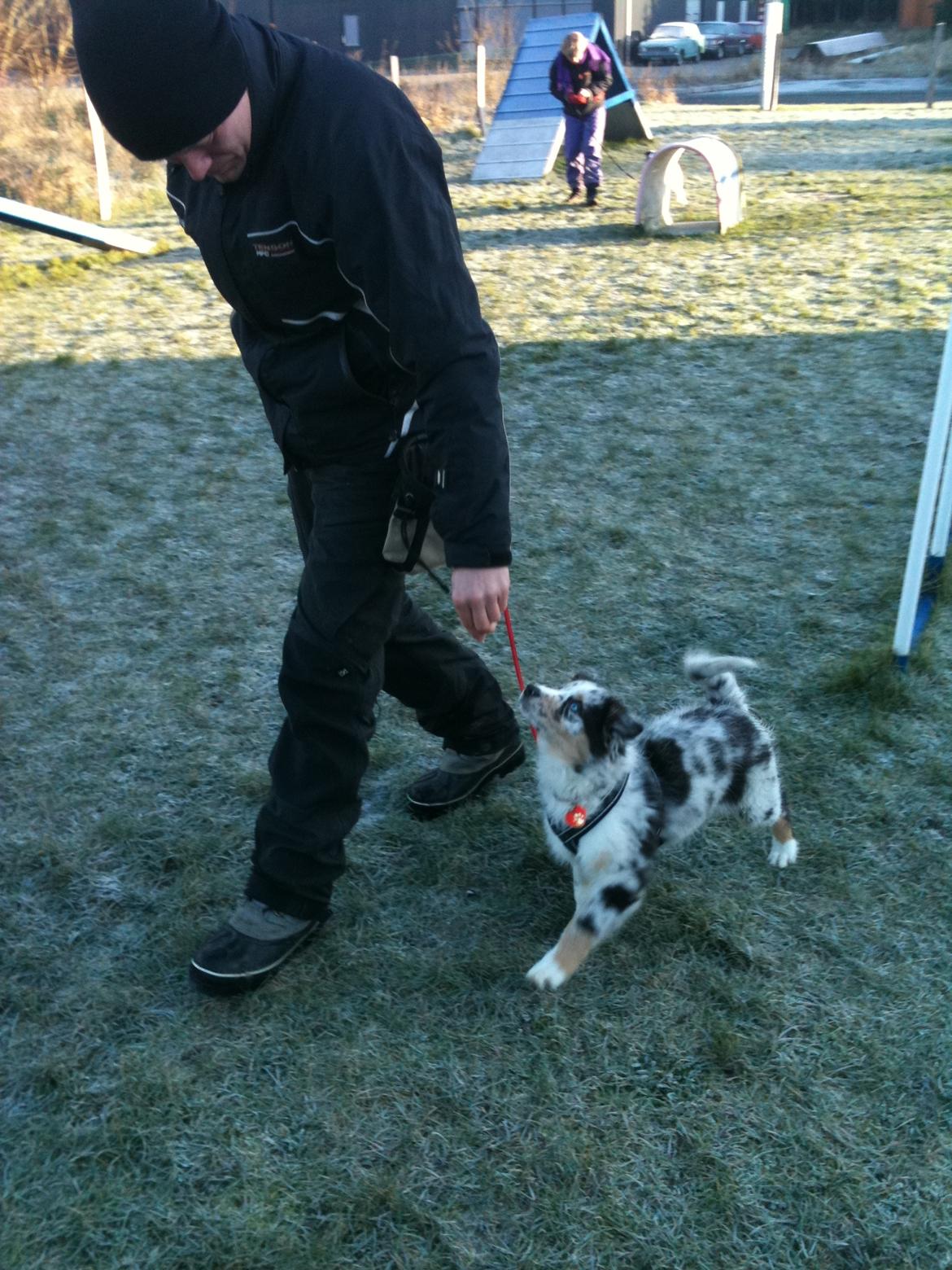 Australian shepherd Godrumgaards Healey - 10 uger, til træning ved Alletiders Hund billede 14