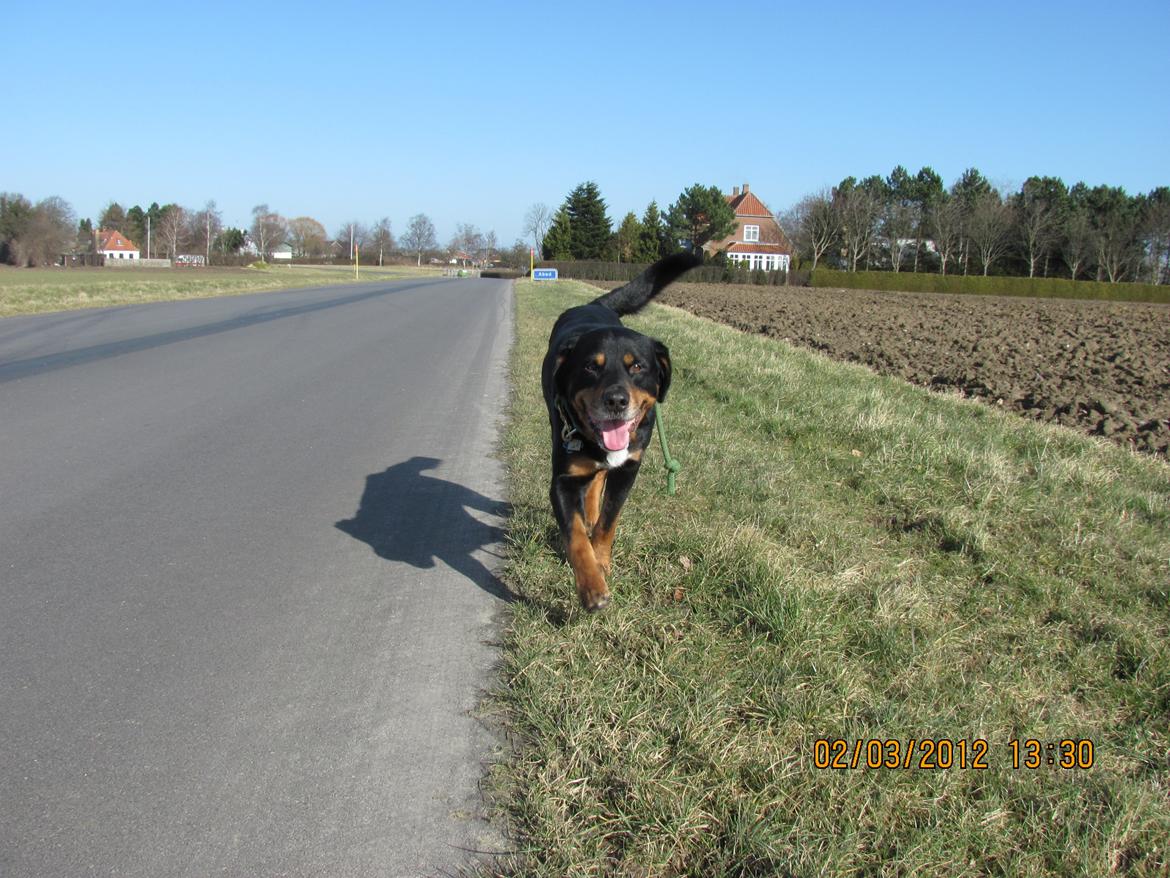 Blanding af racer Ricko billede 19