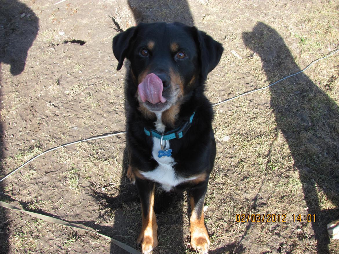 Blanding af racer Ricko billede 20