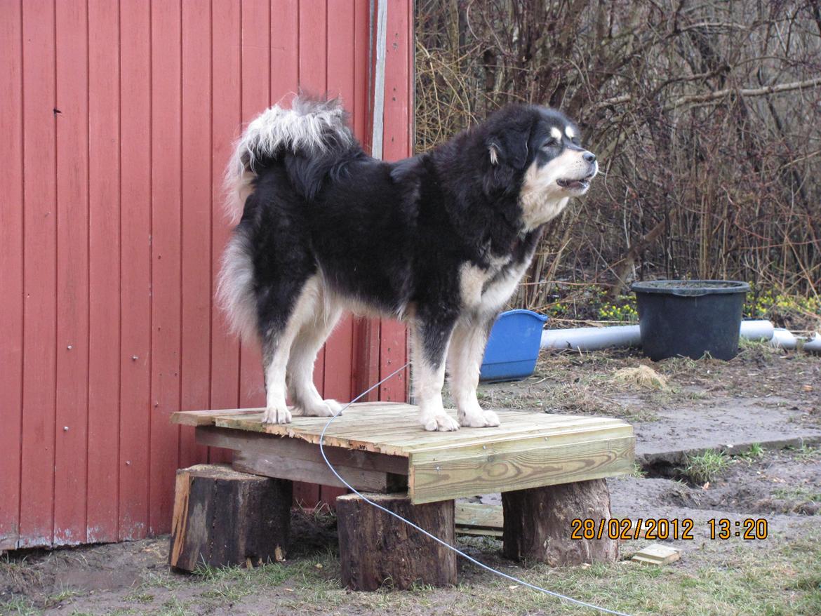 Tibetansk mastiff Tseepo billede 1