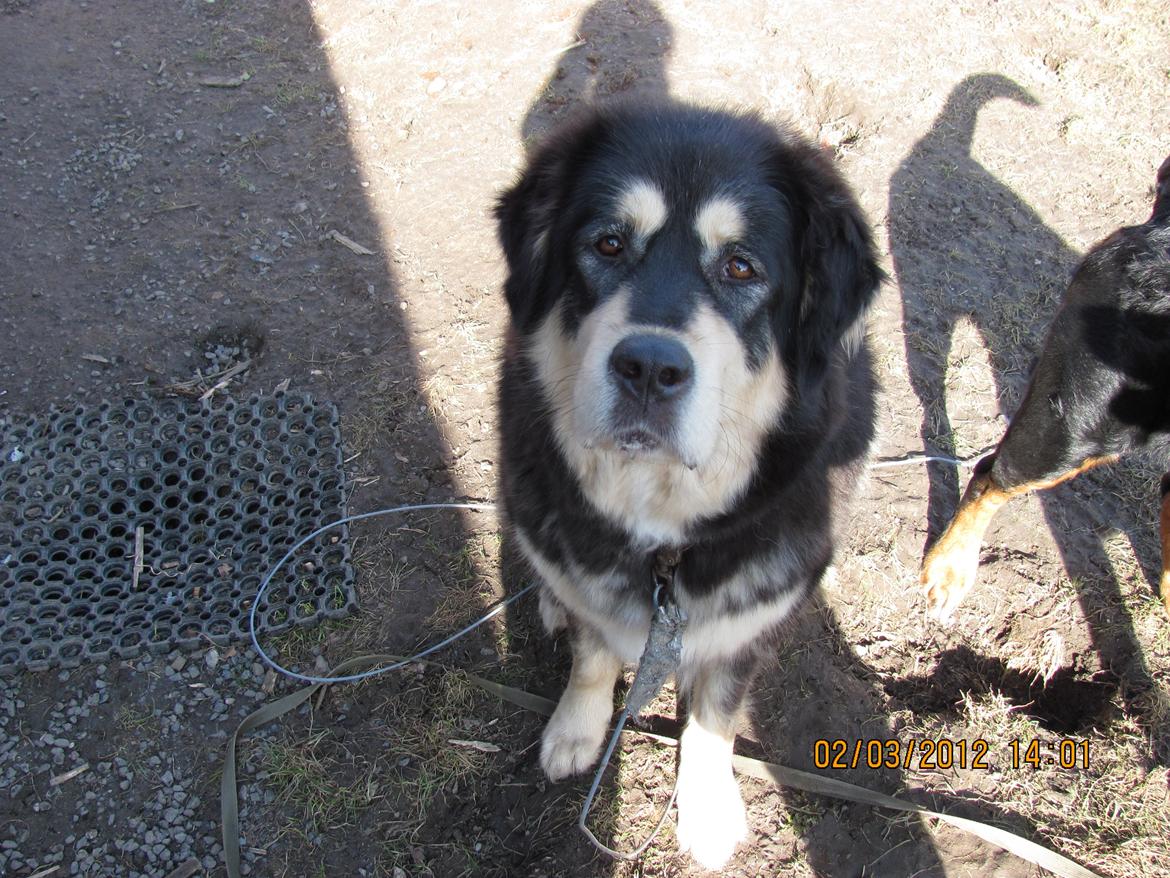 Tibetansk mastiff Tseepo billede 20