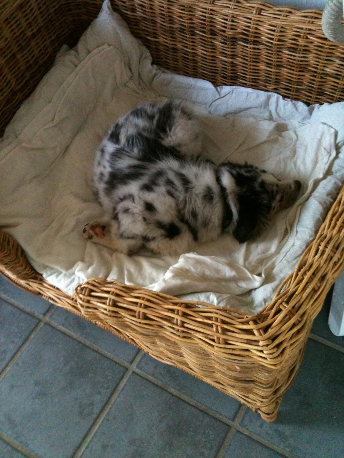 Australian shepherd Godrumgaards Healey - 15 uger, sover tungt billede 15