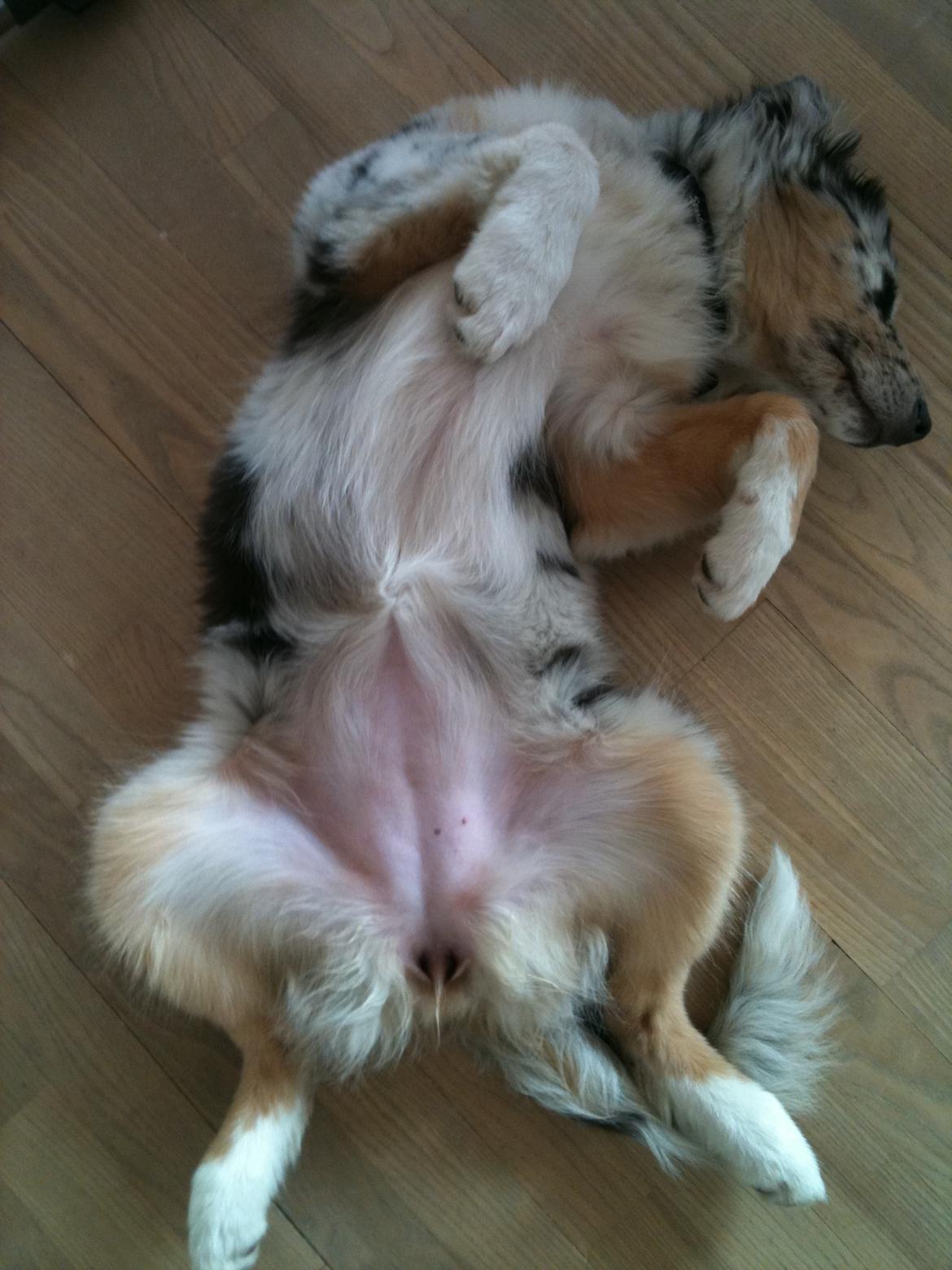 Australian shepherd Godrumgaards Healey - 15 uger, lyserødt maveskind billede 16