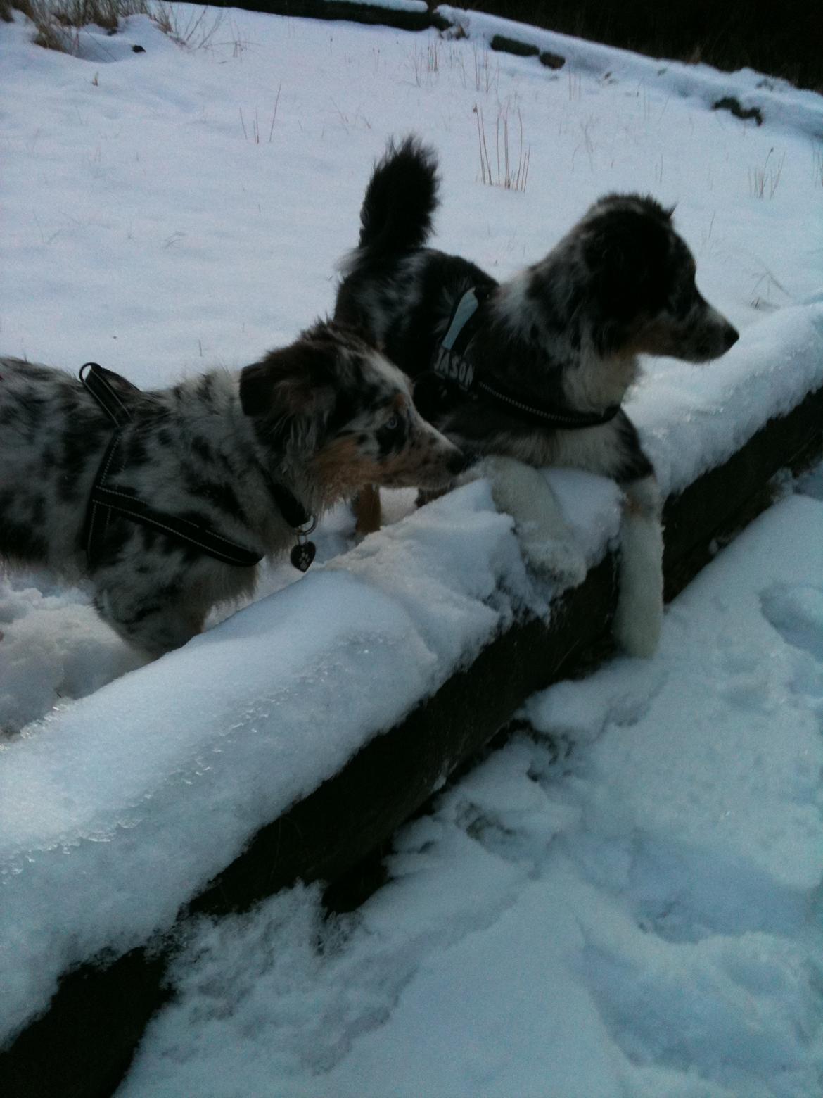 Australian shepherd Godrumgaards Healey - Healey og bror Jas hænger ud sammen, 15 uger billede 17
