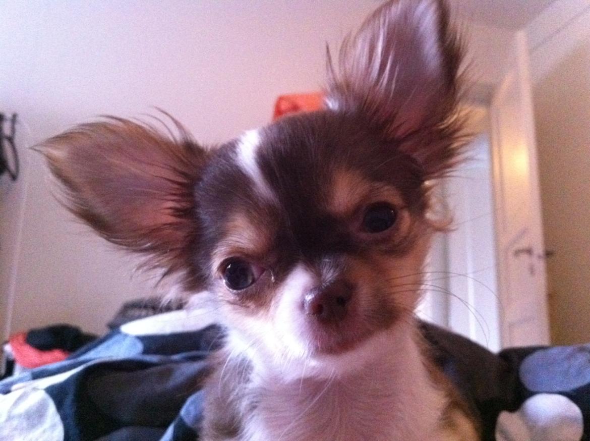 Chihuahua Gaja - Min smukke pige. <3 billede 8