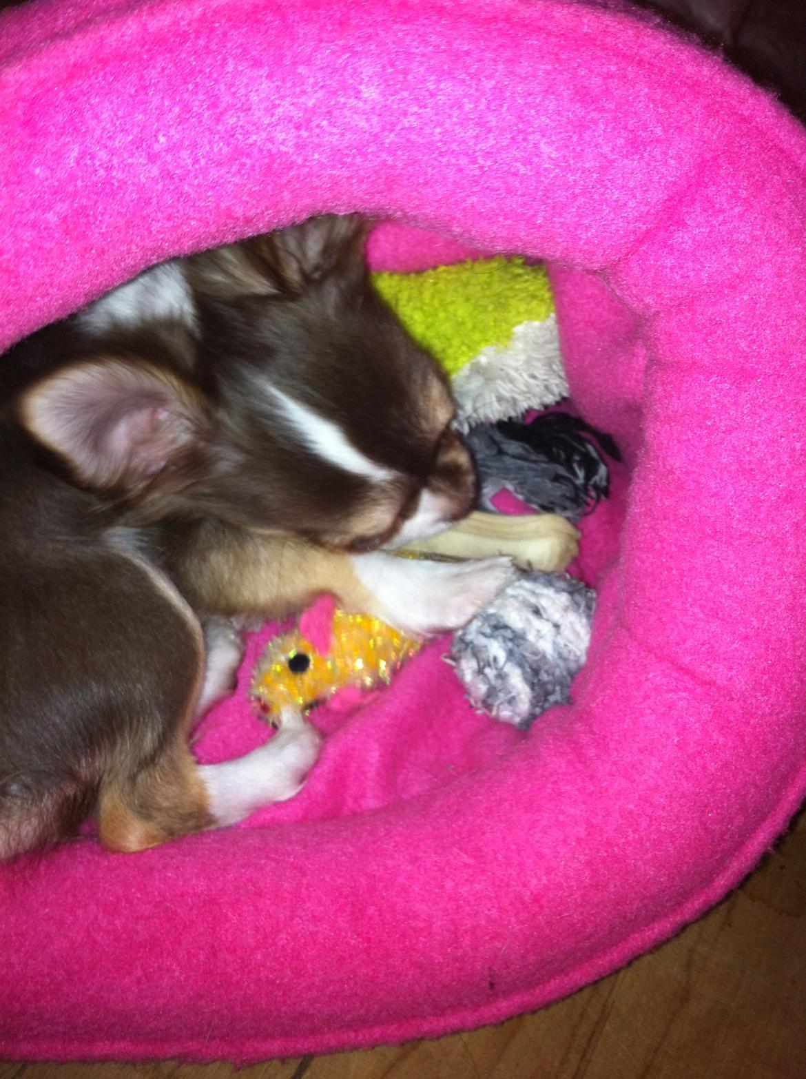 Chihuahua Gaja - - Og alt legetøjet skal da selvfølgelig også være med i soveposen. :D billede 9