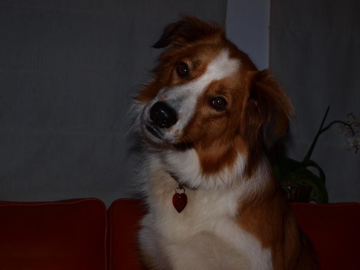 Border collie og Berner sennen, Lotus (Himmelhund) - Jeg prøver at forstå...??? billede 9