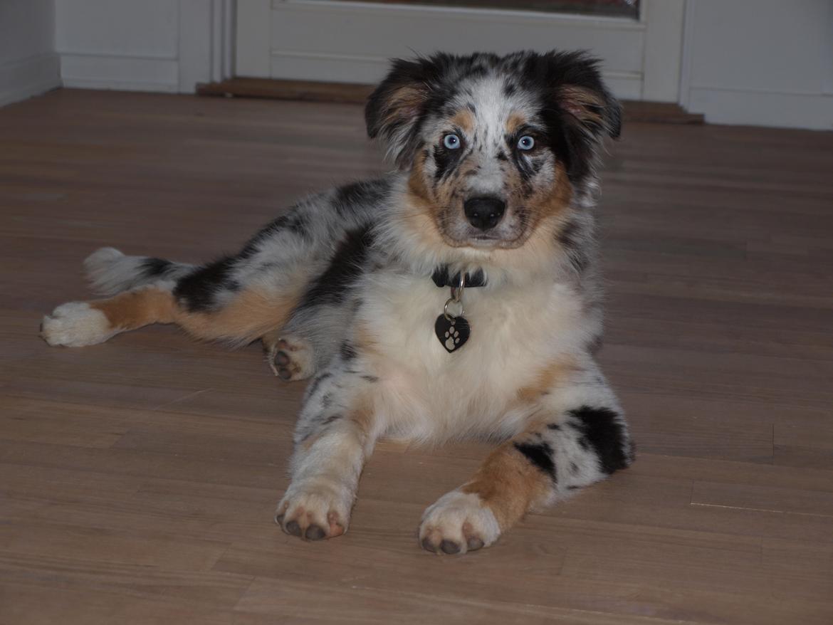 Australian shepherd Godrumgaards Healey - 17 uger billede 18
