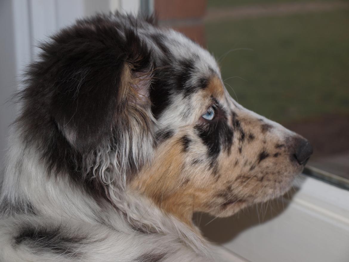 Australian shepherd Godrumgaards Healey - 17 uger billede 19
