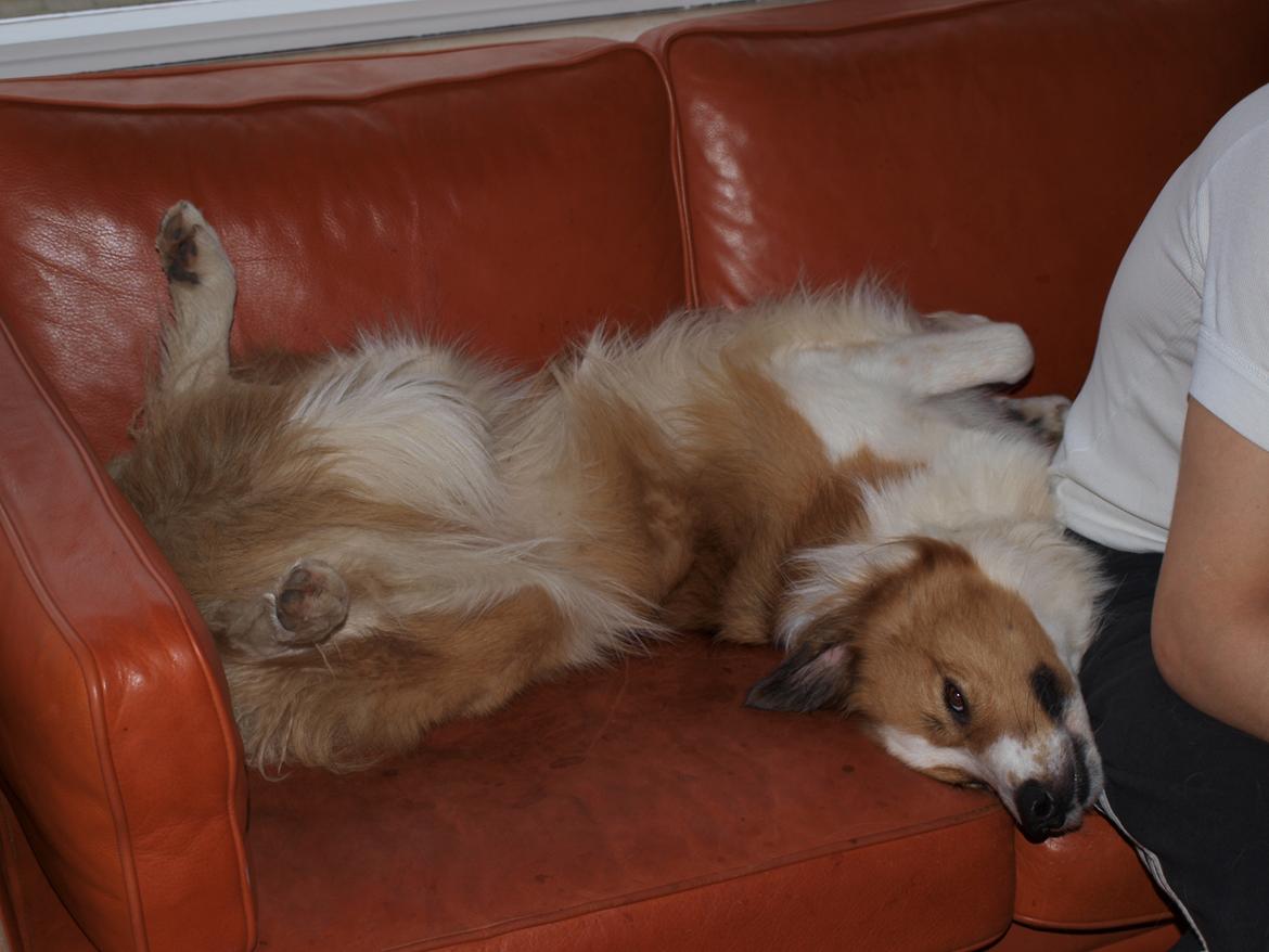 Border collie og Berner sennen, Lotus (Himmelhund) - Yndlings sovestilling billede 10