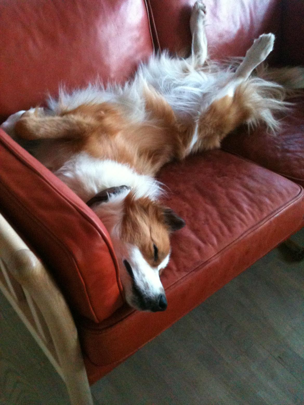 Border collie og Berner sennen, Lotus (Himmelhund) billede 12