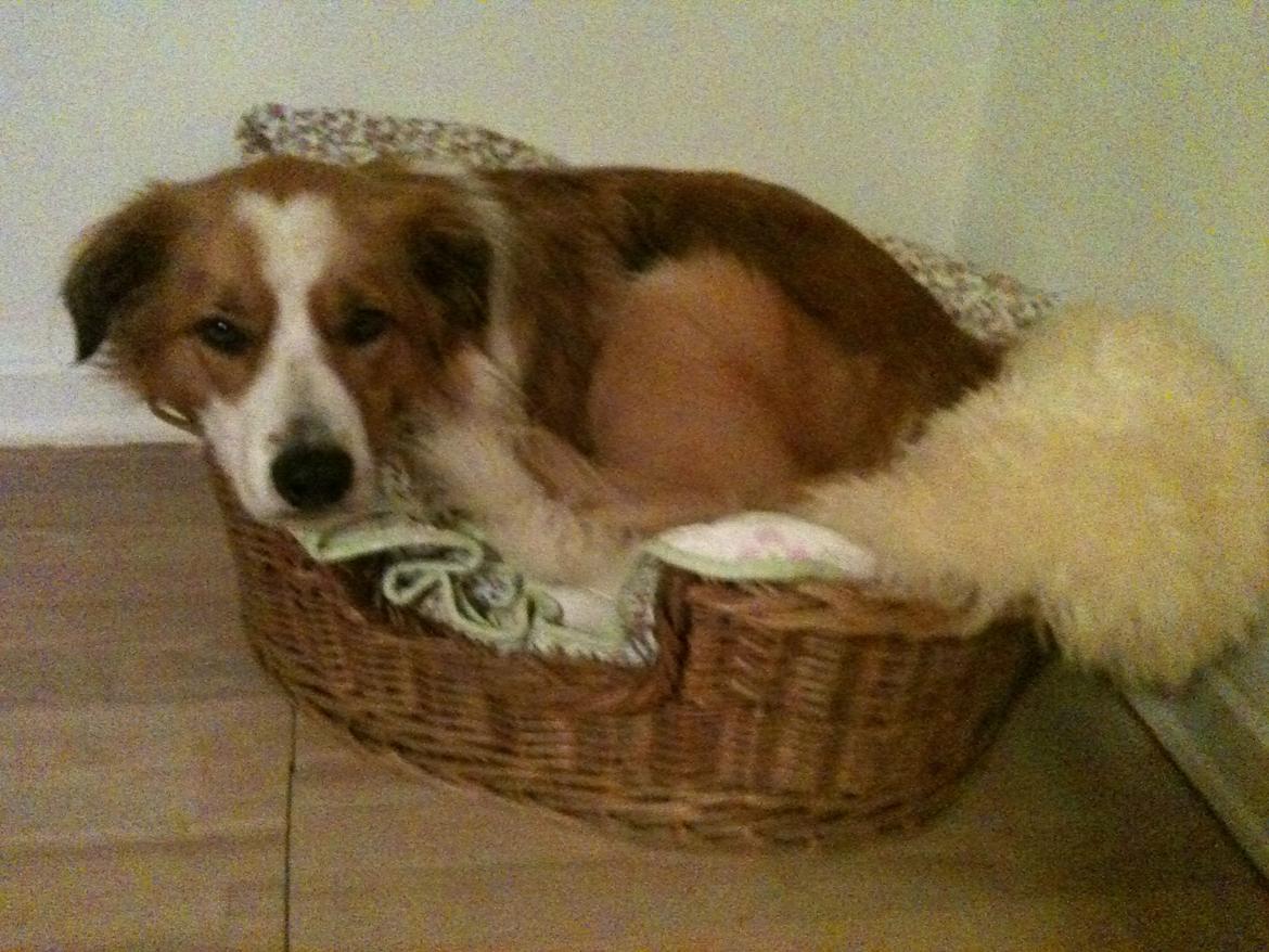 Border collie og Berner sennen, Lotus (Himmelhund) billede 13