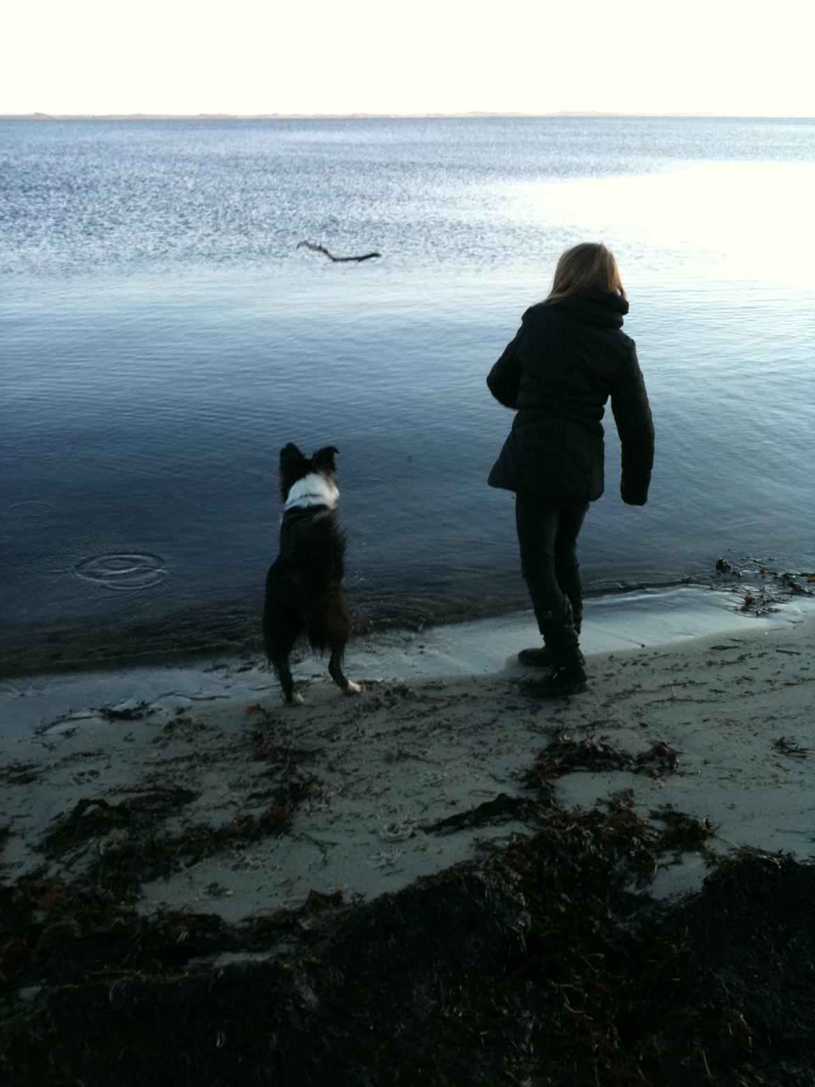 Border collie Aston (Tidl. Hund) - Jeg henter den....!!!!! billede 11