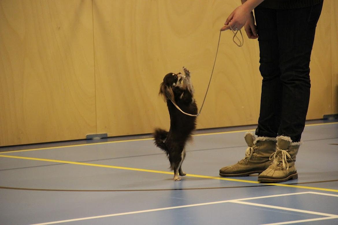 Chihuahua Ravns Begonie ~ Brusse billede 17