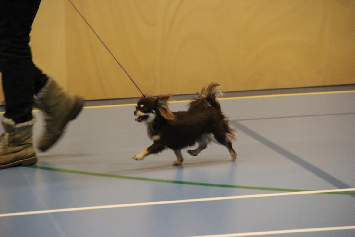 Chihuahua Ravns Begonie ~ Brusse - Til Udstilling i Helle Hallerne hvor hun fik CAC + Bedste LH Tæve og kom til 2. runde i BIS... billede 18