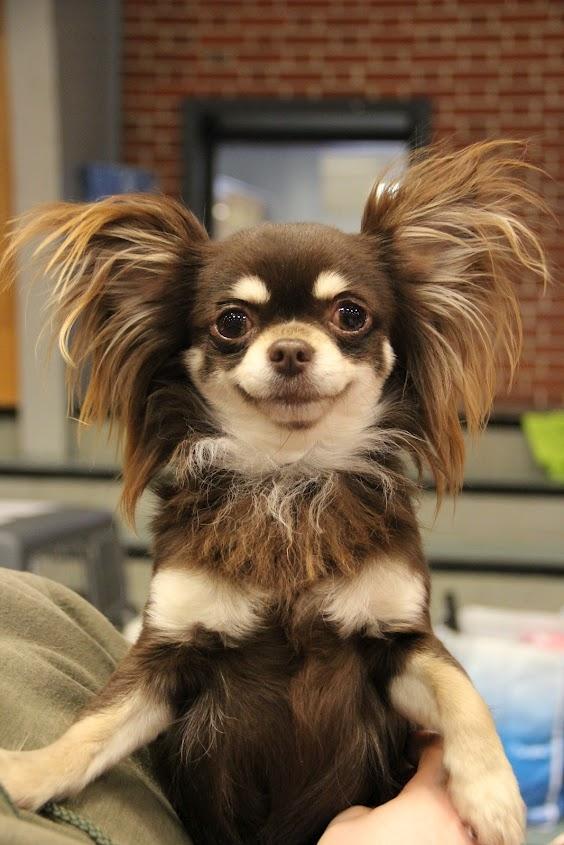 Chihuahua Ravns Begonie ~ Brusse billede 1