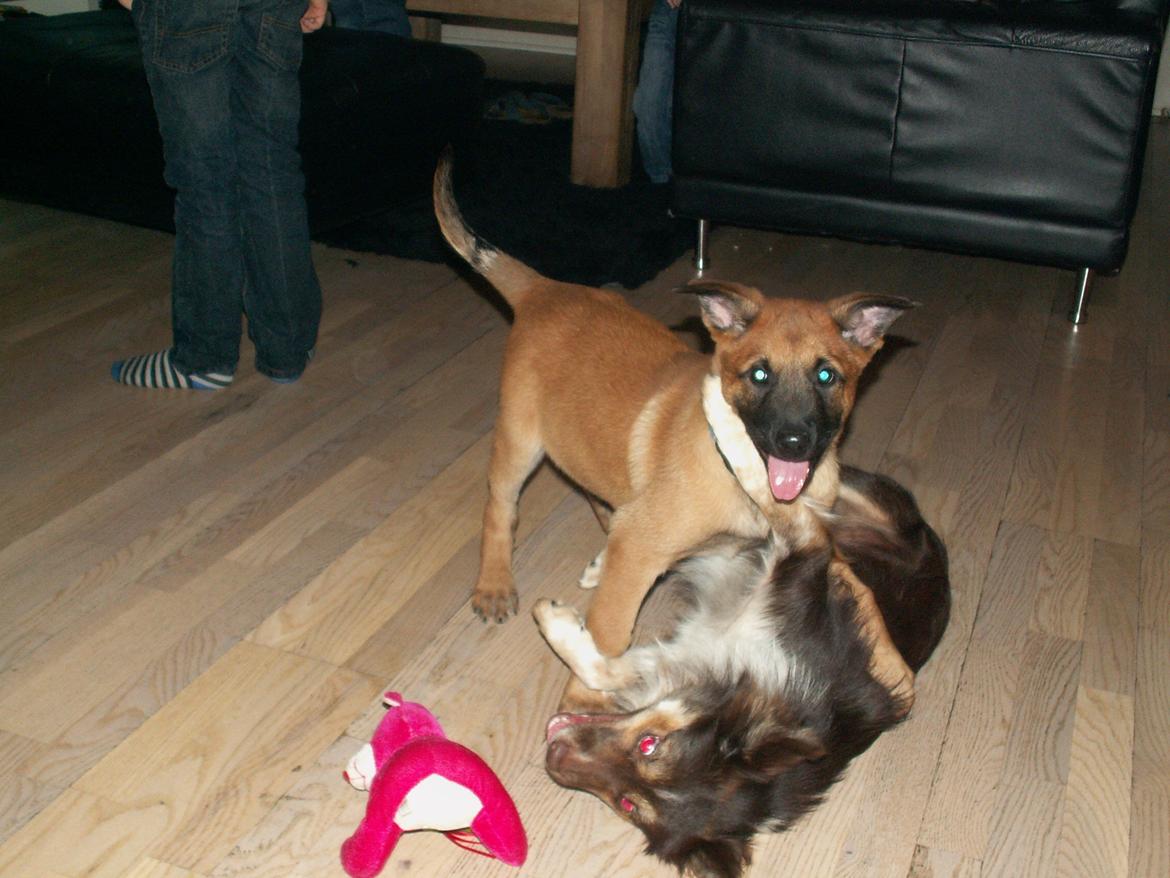 Malinois Dalton billede 1