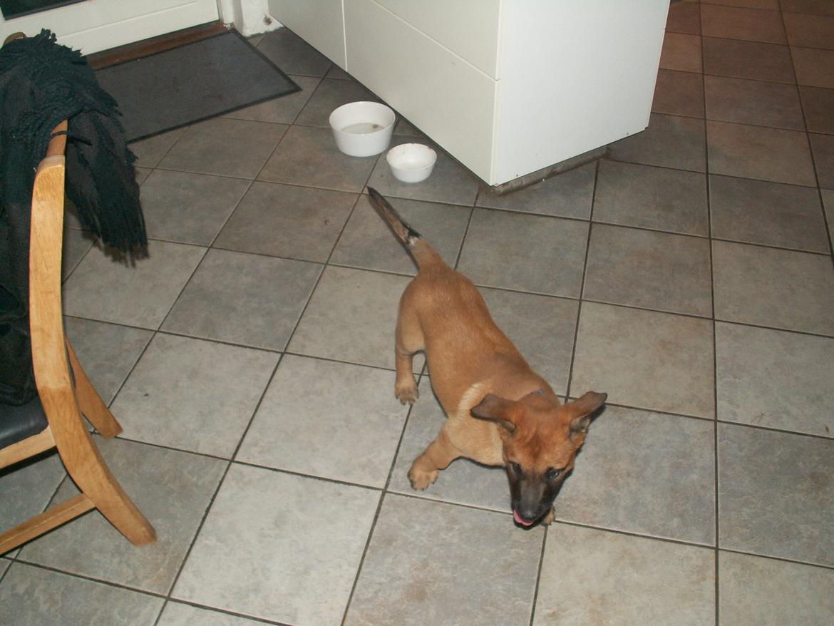 Malinois Dalton billede 2