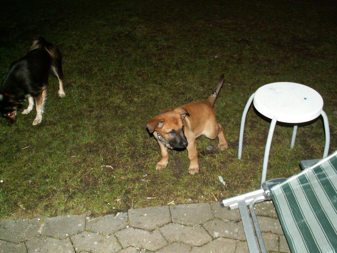 Malinois Dalton billede 3
