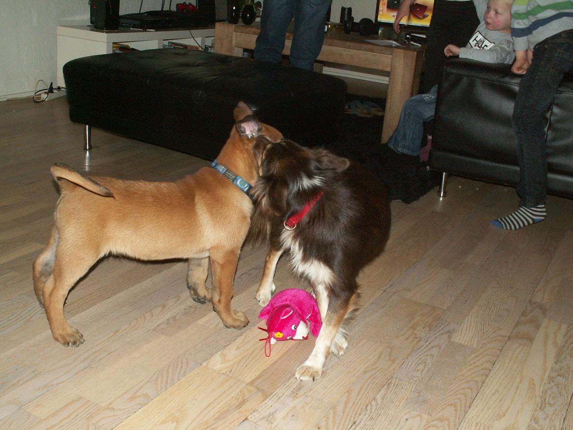 Malinois Dalton billede 4