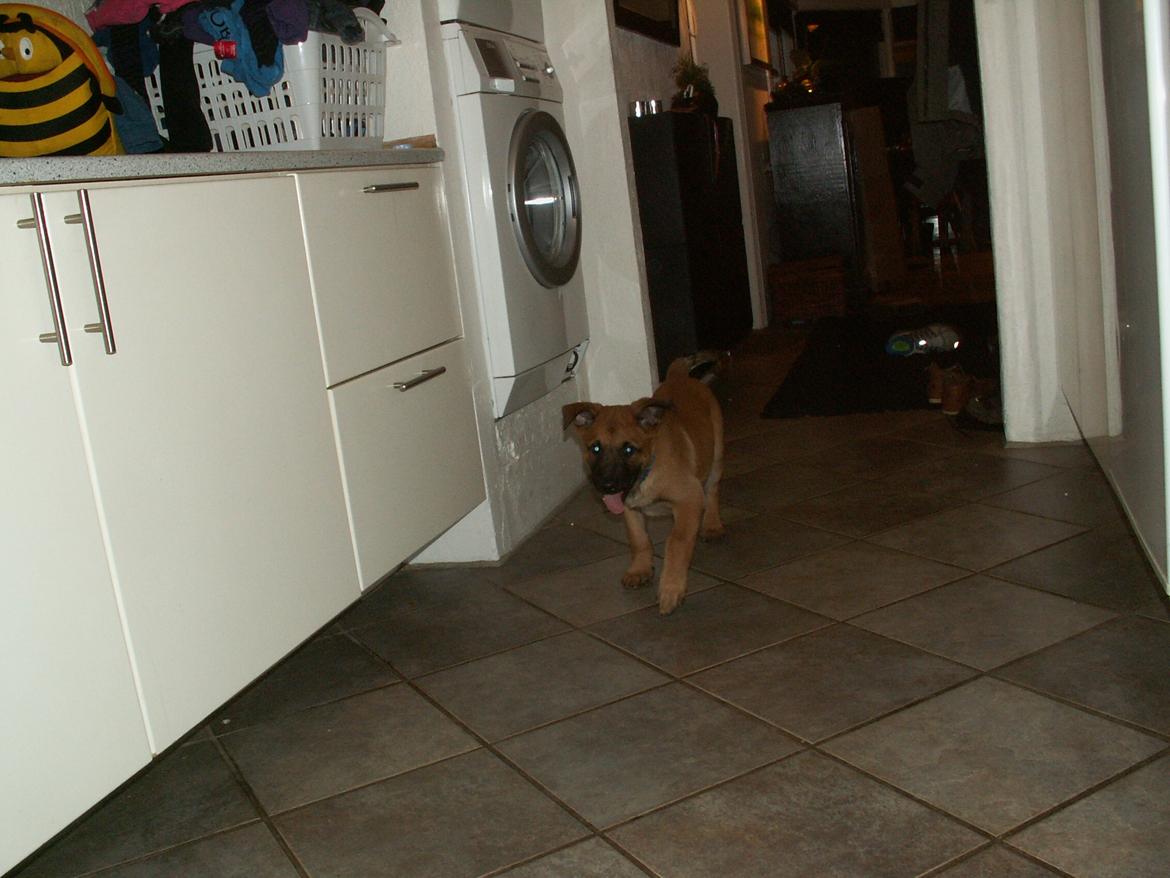 Malinois Dalton billede 5