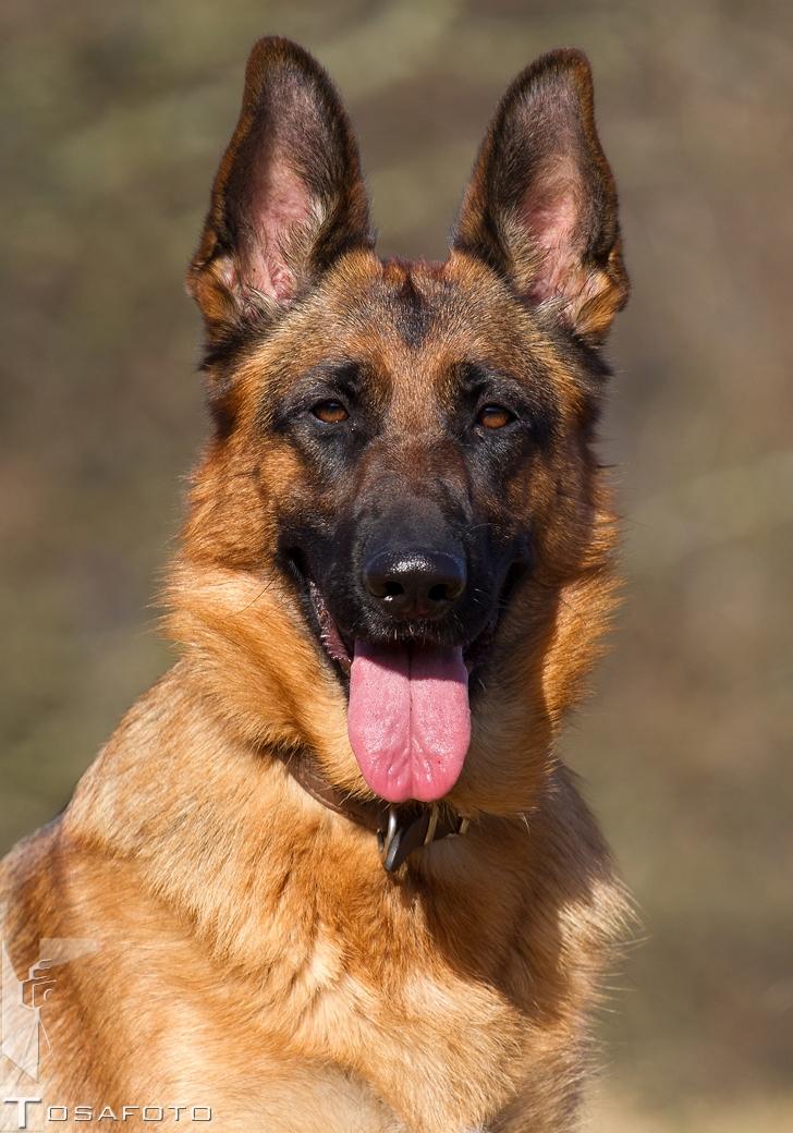 Schæferhund Soya billede 1